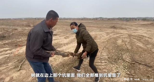 30畝苗木一夜被毀，村民欲哭無淚，施工方：領導要觀摩加班推錯了