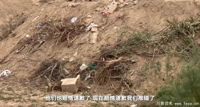 30畝苗木一夜被毀，村民欲哭無淚，施工方：領導要觀摩加班推錯了