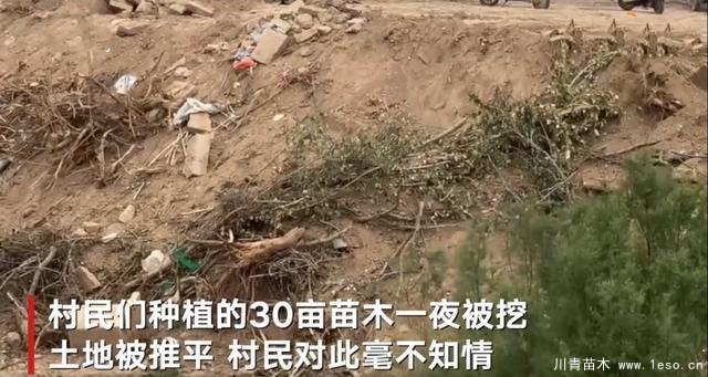 30畝苗木一夜被毀，村民欲哭無淚，施工方：領導要觀摩加班推錯了