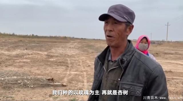 30畝苗木一夜被毀，村民欲哭無淚，施工方：領導要觀摩加班推錯了