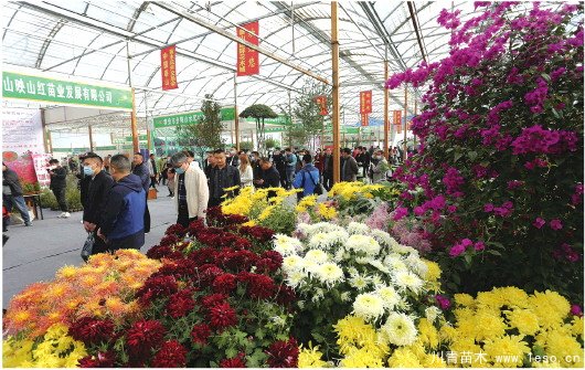 山東泰山苗木花卉交易會第十六屆即將舉行