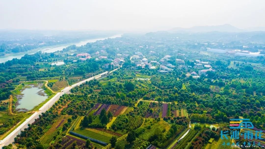 棵棵苗木繪就億元村幸福畫卷“一村一品”跳馬豐收圖鑒