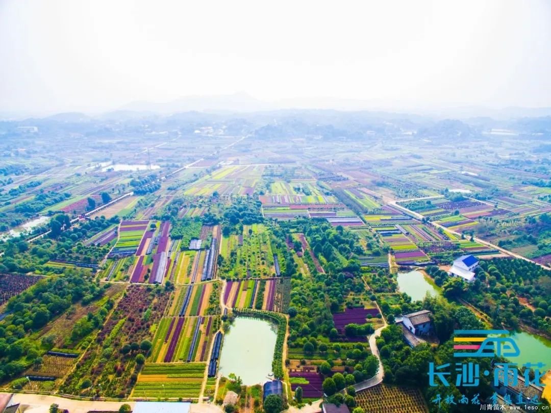 棵棵苗木繪就億元村幸福畫卷“一村一品”跳馬豐收圖鑒