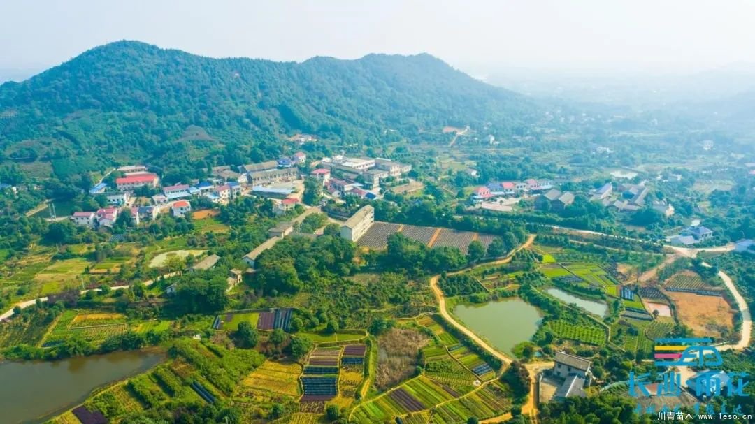 棵棵苗木繪就億元村幸福畫卷“一村一品”跳馬豐收圖鑒