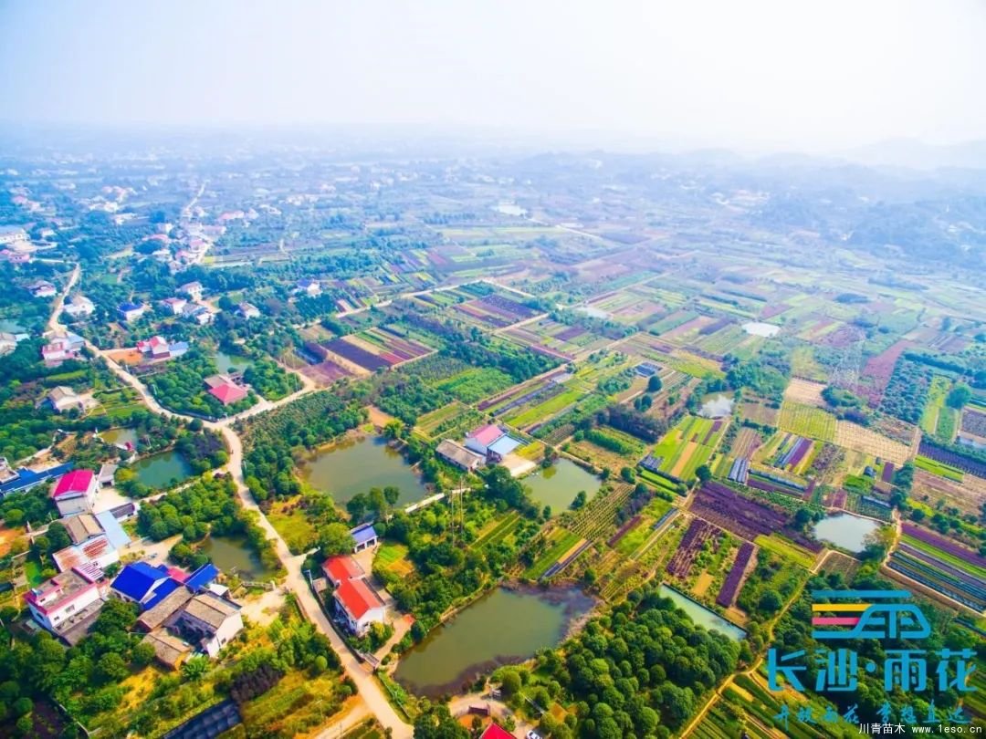 棵棵苗木繪就億元村幸福畫卷“一村一品”跳馬豐收圖鑒