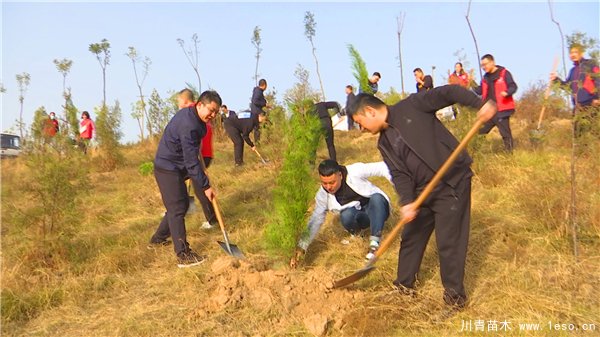 1603272367354482.jpg 秋冬季花卉苗木的管護補植工作,黃河生態防護林責任片區