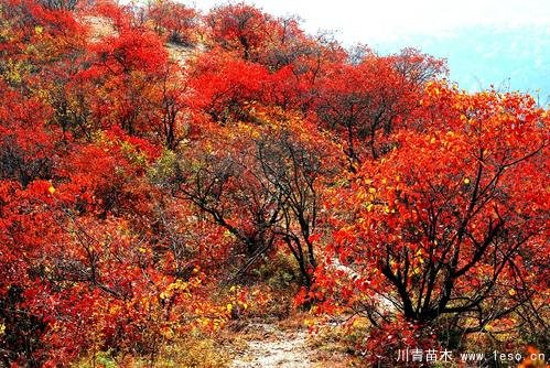 北京香山紅葉漸入最佳觀賞期，層林盡染紅似火紅