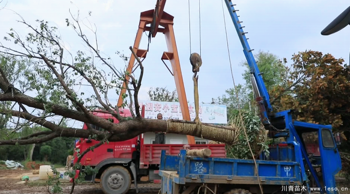 泗安“小苗木”每年銷售額15億！如何長成“大產(chǎn)業(yè)”