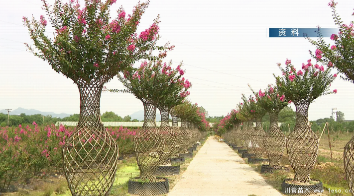 泗安“小苗木”每年銷售額15億！如何長成“大產(chǎn)業(yè)”