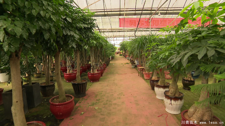 泗安“小苗木”每年銷售額15億！如何長成“大產(chǎn)業(yè)”