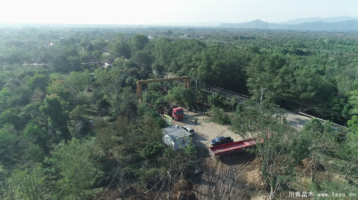 泗安“小苗木”每年銷售額15億！如何長成“大產(chǎn)業(yè)”