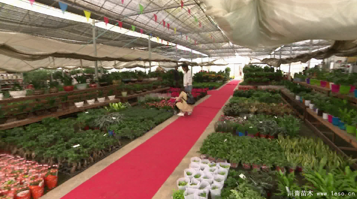 泗安“小苗木”每年銷售額15億！如何長成“大產(chǎn)業(yè)”