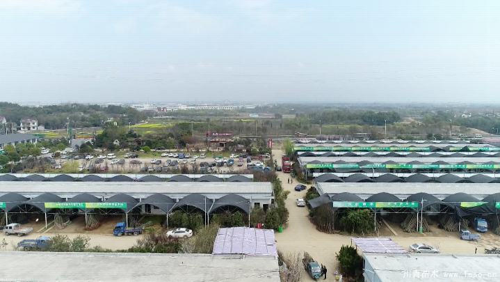 泗安“小苗木”每年銷售額15億！如何長成“大產(chǎn)業(yè)”