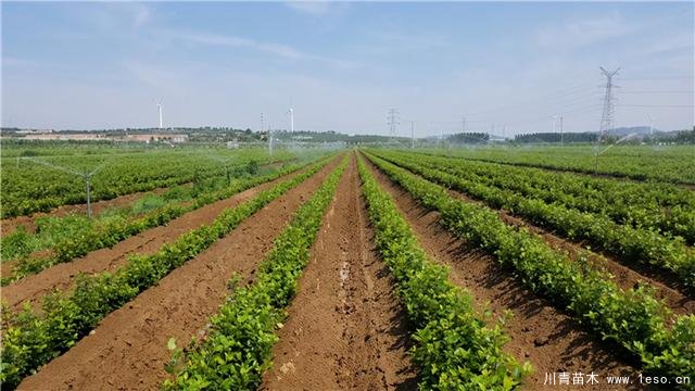 一個(gè)蘋果串起的蘋果苗木產(chǎn)業(yè)鏈,牛!