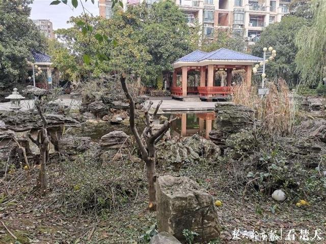 園林式小區樹木“換發型”，灌木剪得太短讓業主很痛心