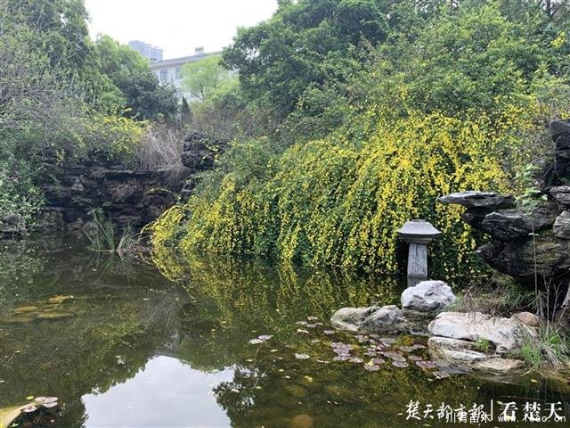 園林式小區樹木“換發型”，灌木剪得太短讓業主很痛心