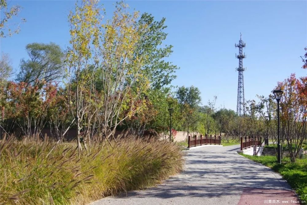 通州南部這處灌木森林公園規模約26000畝即將迎客！