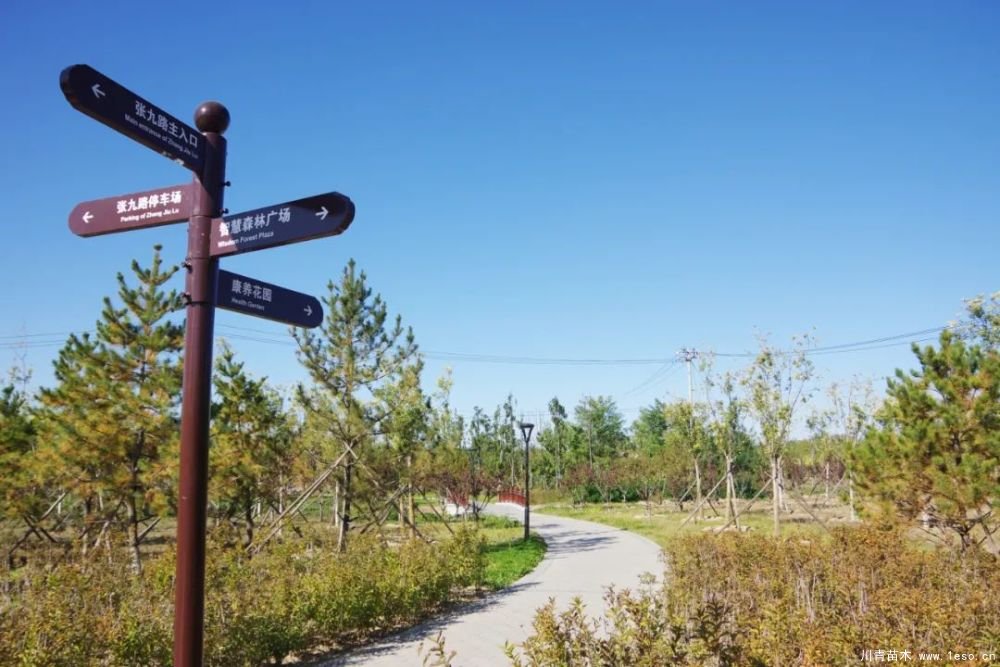 通州南部這處灌木森林公園規模約26000畝即將迎客！