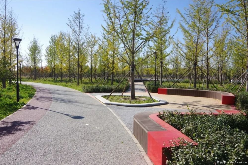 通州南部這處灌木森林公園規模約26000畝即將迎客！