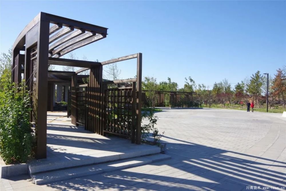 通州南部這處灌木森林公園規模約26000畝即將迎客！