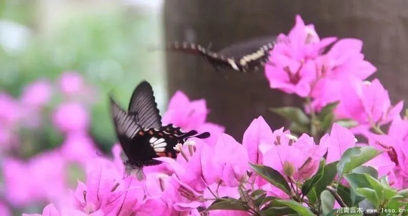 勒杜鵑（三角梅）的基本認識