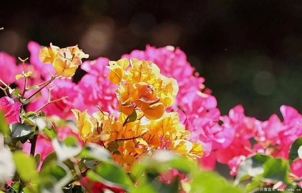 勒杜鵑（三角梅）的基本認識