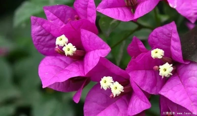 勒杜鵑（三角梅）的基本認識