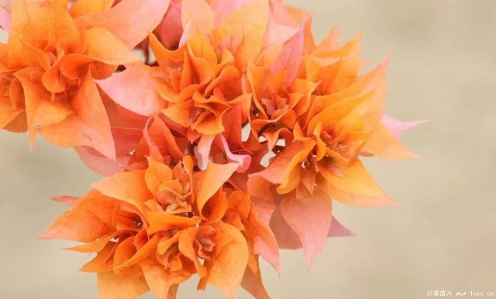 勒杜鵑（三角梅）的基本認識