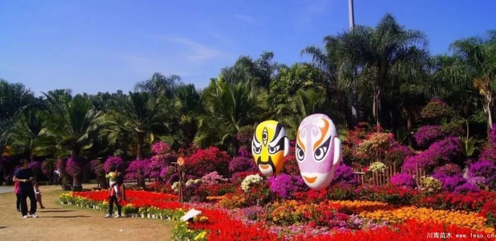 勒杜鵑（三角梅）的基本認識