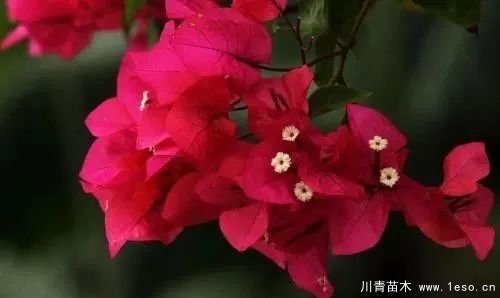 勒杜鵑（三角梅）的基本認識