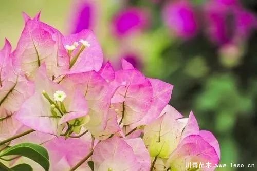 勒杜鵑（三角梅）的基本認識