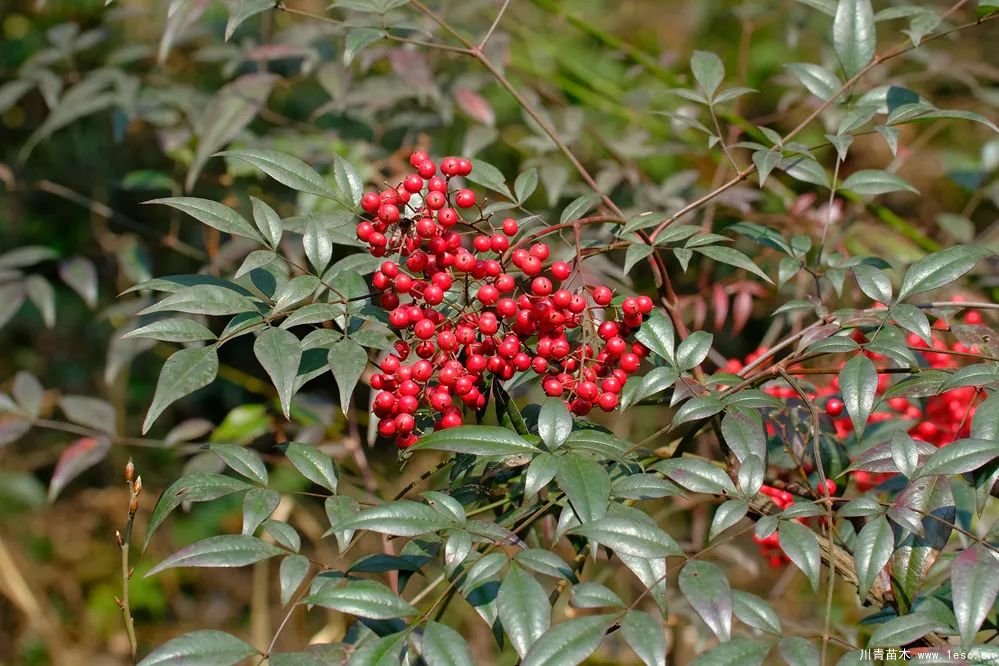 秋季野果熟了！這幾種有毒不要誤食