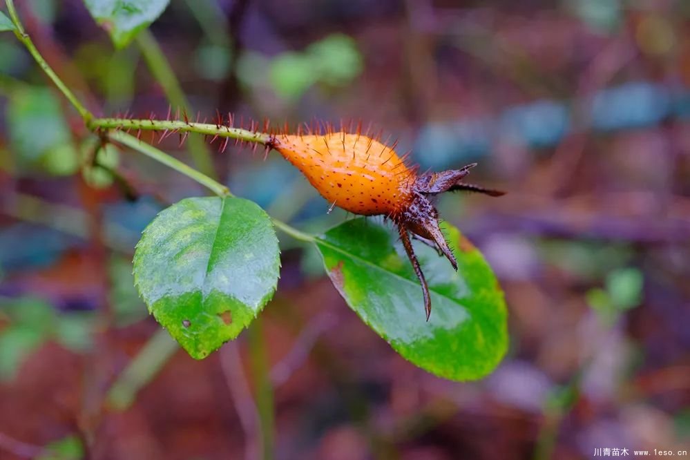 秋季野果熟了！這幾種有毒不要誤食