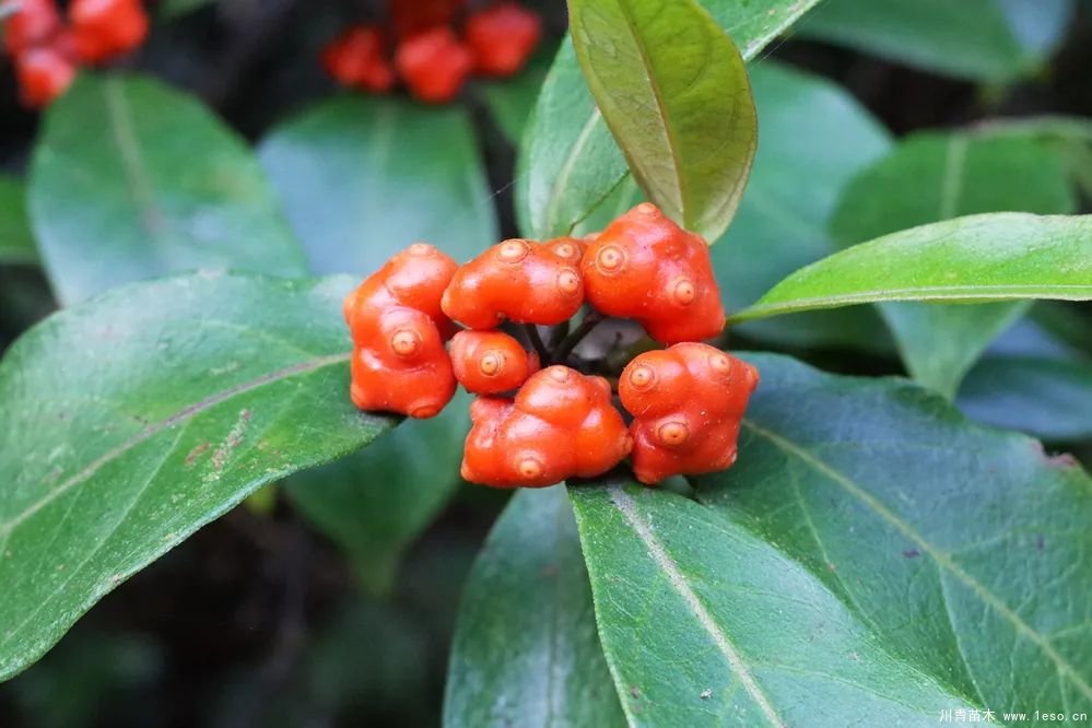 秋季野果熟了！這幾種有毒不要誤食