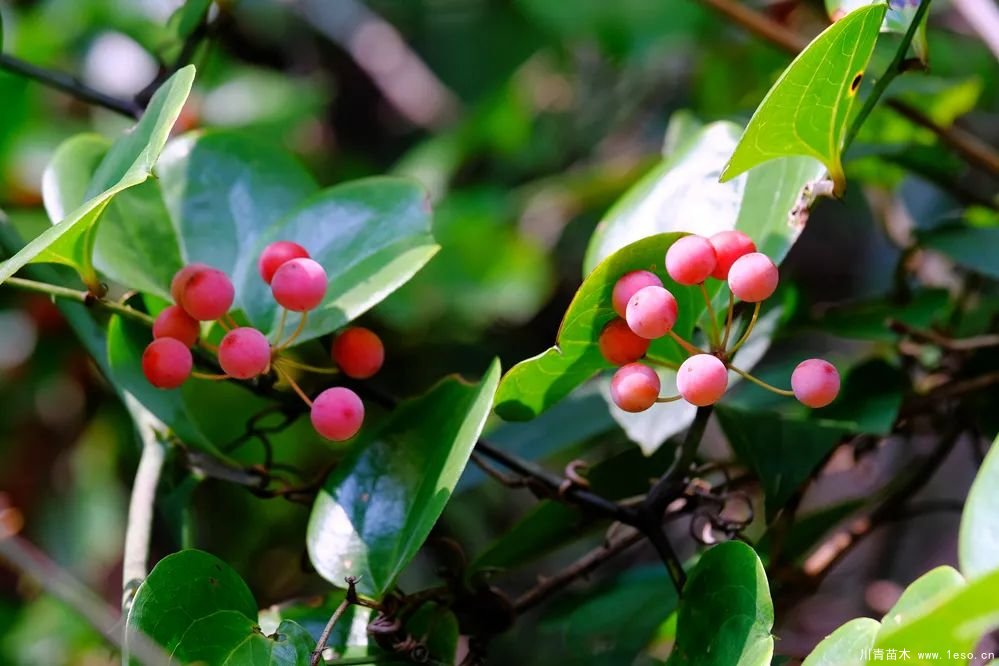 秋季野果熟了！這幾種有毒不要誤食
