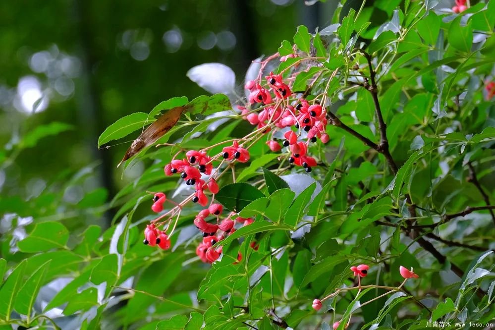 秋季野果熟了！這幾種有毒不要誤食