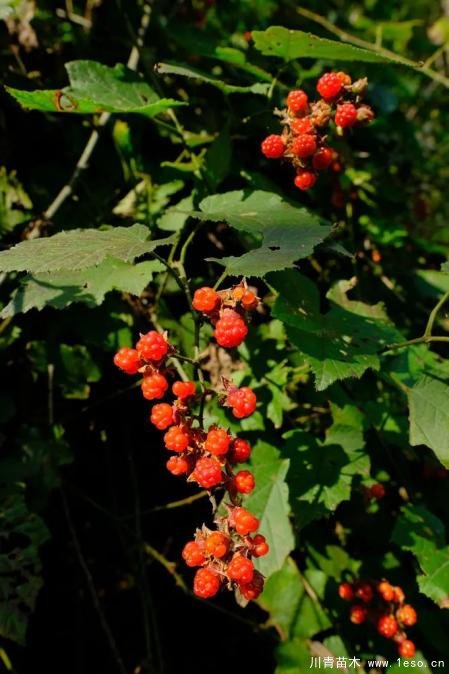 秋季野果熟了！這幾種有毒不要誤食