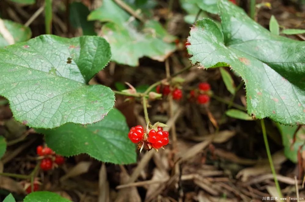 秋季野果熟了！這幾種有毒不要誤食
