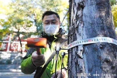 “樹木醫(yī)生”為樹木體檢、開方治病