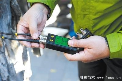 “樹木醫(yī)生”為樹木體檢、開方治病