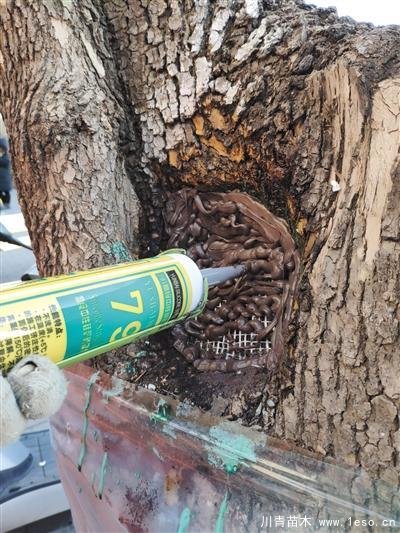 “樹木醫(yī)生”為樹木體檢、開方治病