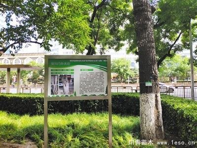 “樹木醫(yī)生”為樹木體檢、開方治病