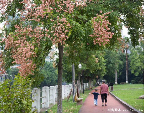 小燈籠枝頭掛，黃山欒樹“醉”金秋——龍灣美景“拍了拍”你！