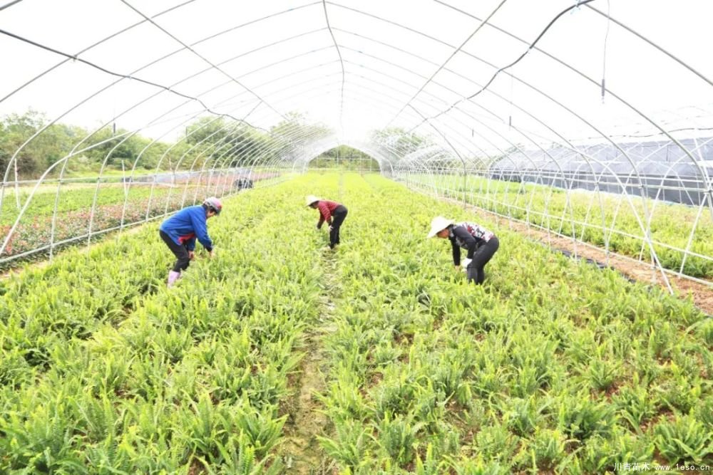 140畝花卉苗木基地，生機(jī)勃勃的瀏陽！