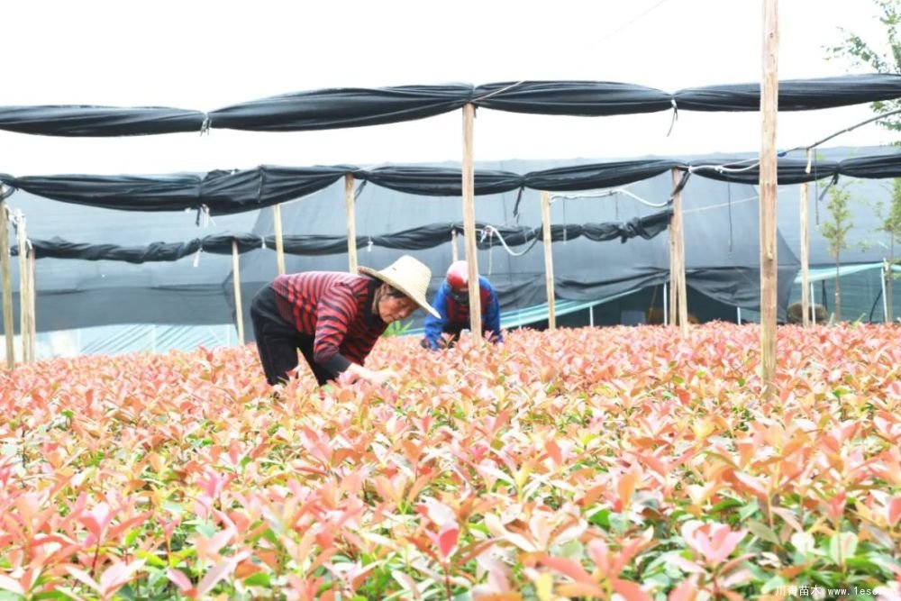 140畝花卉苗木基地，生機(jī)勃勃的瀏陽！