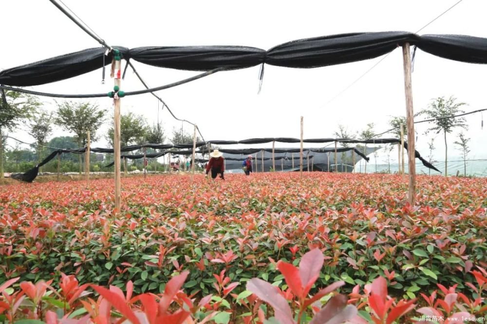 140畝花卉苗木基地，生機(jī)勃勃的瀏陽！