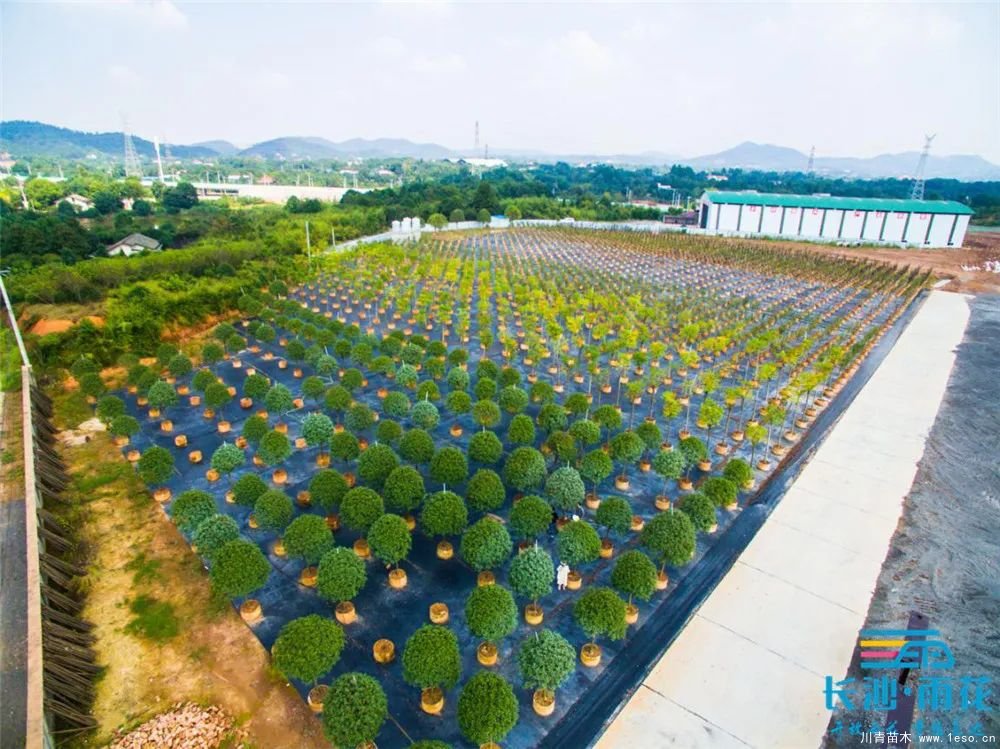 “一村一品”奔小康丨關(guān)刀新村：綠色苗木撐起脫貧藍(lán)天