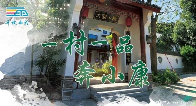 “一村一品”奔小康丨關(guān)刀新村：綠色苗木撐起脫貧藍(lán)天