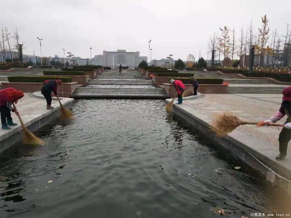 新城市政園林中心加強秋季苗木養護