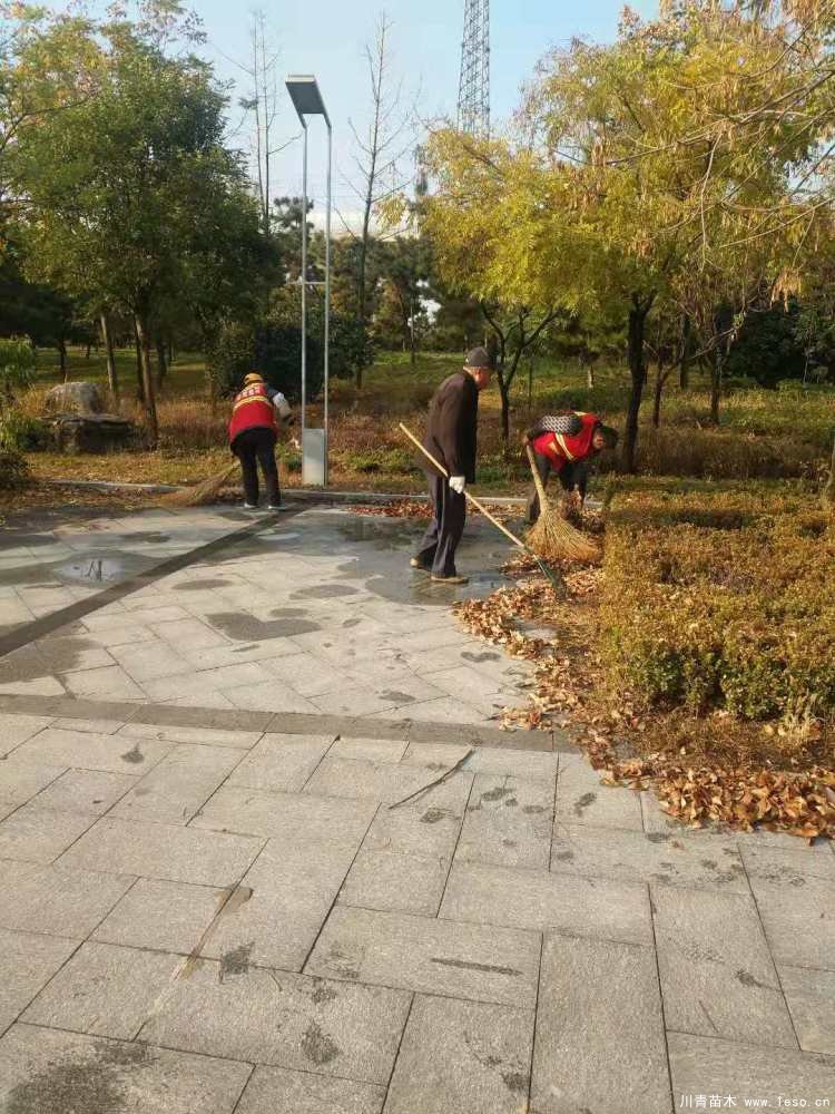 新城市政園林中心加強秋季苗木養護